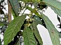 Lanceleaf Litsea